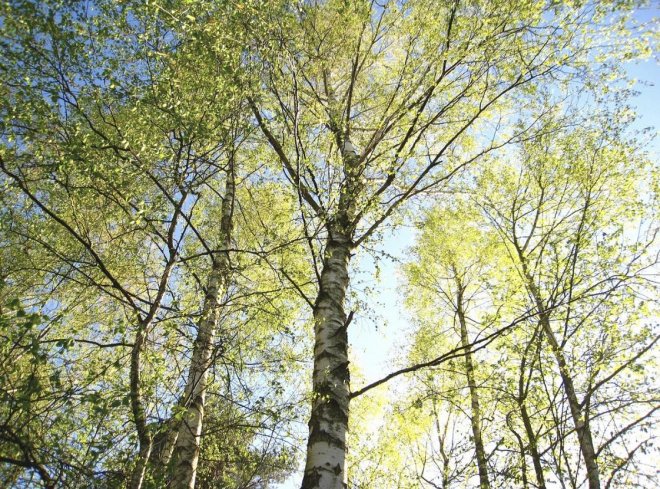 Bomen en hun magie! Stukje uit een QHHT sessie!